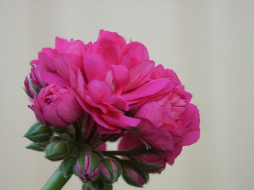 Gammal Dalare  - Zonalpelargoner.